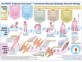 Duchenne Muscular Dystrophy (DMD); Progress of disease & gradual disability with aging, current therapies & Neu-REFIX Beta glucans' multipronged potentials, illustrated. A rare genetic disease with approximately 5000 patients in Japan, 3000 in GCC, fewer than 50000 in USA. Lack of dystrophin in DMD causes muscle dysfunction and makes the patient wheelchair bound in early teens. Lung function deterioration followed by myocardial fibrosis and heart failure causing early death in 20s ~ 30s. Gene therapy targets gene defect correction, exon skipping therapies mask the defect of specific exons. Safety proven Neu-REFIX Beta glucans from Japan, a food additive with multipronged potentials: (i) controlled muscle damage, (ii) enhanced muscle regeneration (iii) improved blood supply marker: plasma dystrophin & (iv) improved 6MWT & NSAA, yielding hope of delaying the disease progress, worth further validation; is not a drug or remedy; Not GRAS or EFSA certified. Approval status varies country wise.