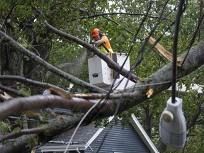 Nova Scotia Power executives say they expect plans to nearly double the tree trimming budget will bring improved reliability when the next hurricane strikes. An arborist works to clear fallen trees and downed wires from damage caused by post tropical storm Fiona in Halifax on Saturday, Sept. 24, 2022.