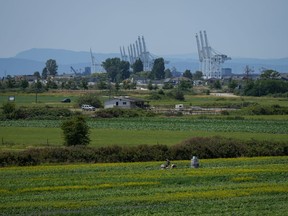 B.C. farmers say they're increasingly concerned about climate change and the impacts of extreme weather on food production in the province. People work on a farm as gantry cranes used to load and unload cargo containers from ships sit idle in the distance at Global Container Terminals at Deltaport, in Delta, B.C., on Friday, July 7, 2023.