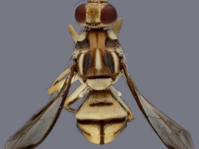 In this undated photo provided by the California Department of Food and Agriculture is a Tau fruit fly. The department has declared a produce quarantine northeast of Los Angeles to stop the spread of the invasive Tau fruit fly. The fly was discovered on June 6, 2023, in the unincorporated area of Stevenson Ranch, likely brought by a traveler bringing uninspected produce into California, officials said. (California Department of Food and Agriculture via AP)