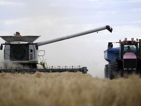 Farm workers harvest a grain crop on a farm near Moree, Australia, on Nov. 2, 2021. China has lifted a stifling 3-year-old tariff on Australian barley, the two governments confirmed Friday, Aug. 4, 2023, in a sign of their improving bilateral trade relationship.