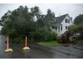 An uprooted tree tangled in a power line during post-tropical cyclone Lee in St. Andrews, New Brunswick, Canada, on Saturday, Sept. 16, 2023. The Canadian Maritimes will take the hardest hit from Hurricane Lee, now officially a post-tropical cyclone with maximum winds of 80 miles per hour.