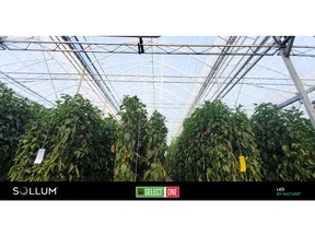 AMCO CHOOSES SOLLUM LED LIGHTING AS A VERSATILE SOLUTION IN THEIR PROPAGATION OPERATIONS AND STRAWBERRY PRODUCTION