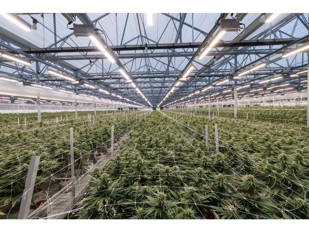 Green Fields Leverages Fluence VYPR Fixtures to Produce High-Quality Crops Year Round