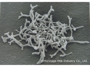 Bifidobacterium longum subsp. longum BB536, a clinically effective and well-established multifunctional probiotic strain, has a history of over 50 years of human use, supported by more than 240 scientific studies as of March 2023. Bifidobacterium longum BB536 strain has been recognized globally as a leading functional probiotic ingredient, holding Generally Recognized as Safe (GRAS) status in the U.S. for use in conventional foods and infant formula. It has also been approved as a "New Food Ingredient" in China for use in infant and toddler foods under the age of three.