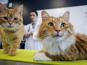 Dr. Daniel Pang, centre, an associate professor at the University of Calgary's Faculty of Veterinary Medicine examines Ginger, left, and Barney in Calgary, Alta., Friday, Jan. 17, 2020. Though affording a pet is certainly possible for young Canadians they should consider the cost to owning a pet.