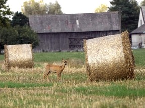 A dear stands by hay bales in a field in Czosnow, near Warsaw, Poland, Monday, Sept.18, 2023. Poland, along with Hungary and Slovakia, continue their ban on imports of Ukraine grain, saying it hurts the interests of their farmers.