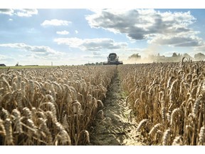 A combine harvester cuts a field of wheat on a farm in the Lisowice district of Torun, Poland, on Friday, Aug. 11, 2023. Some of Ukraine's European neighbors, including Poland, are extending a ban on purchasing some of the country's grain until mid-September, a move that risks fueling tensions between Kyiv and its allies. Photographer: Bartek Sadowski/Bloomberg