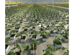 Committed to providing their customers with dependable and high-quality crops, the team at Proplant Propagation has chosen to install Sollum®'s dynamic smart LED fixtures in their propagation greenhouses. With this new investment in precision supplemental lighting, the company hopes to continually improve their product with the help of tailored light recipes.