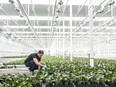 Workers sort plants at an orchid-growing operation at Bevo Farms in Leduc, Alta.