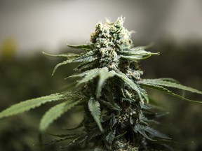 A cannabis plant inside a facility in Ontario.
