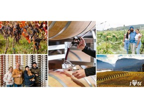 The public can support BC wineries this season by choosing BC wine at liquor stores and restaurants, and by visiting BC wine country to celebrate the harvest