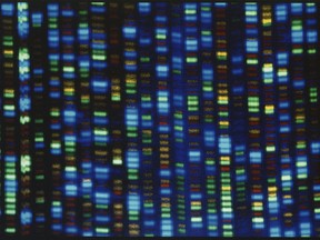 FILE - This undated image made available by the National Human Genome Research Institute shows the output from a DNA sequencer. Scientists are setting out to collect genetic material from 500,000 people of African ancestry to create what they believe will be the world's largest database of genomic information from the population. (NHGRI via AP, File)