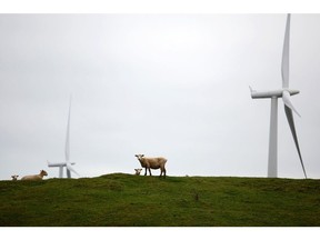 Sheep stand near wind turbines at the Te Uku wind farm, operated by Meridian Energy Ltd., in Raglan, New Zealand, on Friday, July 5, 2013.  Photographer: Brendon O'Hagan/Bloomberg