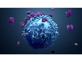 T cells helping immune system to fight cancer cells in response to immunotherapies