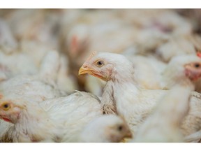 USAID-funded TRANSFORM unites global poultry industry in an effort to combat antimicrobial resistance