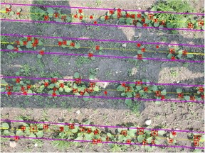 The machine learning model within SWAT CAM analyzes each image and calculates individual plants per acre or per square foot, as well as the average measurements of plant spacing. The tool is available for corn, soybean, canola, and potatoes.