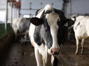 Cows at an organic dairy farm in Elgin, Que.