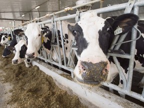 Cows on a dairy farm in Quebec.
