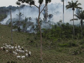 FILE - In this Tuesday, Sept. 15, 2009 file photo, cattle graze in a deforested area near Novo Progresso in the northern state of Para, Brazil. China is now the world's biggest importer of beef, and Brazil is China's biggest supplier, according to United Nations Comtrade data released in 2023. More beef moves from Brazil to China than between any other two countries.