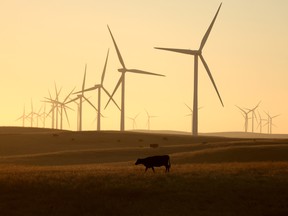 A cow grazes on a parcel of land that was recently purchased on Aug. 29, 2023 near Rio Vista, Calif. A group of billionaires is buying farmland to turn into a community with housing and clean energy infrastructure for tens of thousands of residents.