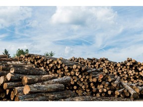 Logs sit stacked outside the yard of Wagner Forest Management Ltd., a company hired to manage Yale's land, in Errol, New Hampshire, U.S., on Aug. 10, 2017. For at least two decades, Yale has led a land rush by the richest colleges. Funds snapped up forests as a way to hedge against inflation and the risks of stocks and bonds, and to take advantage of endowments' unusual ability to make investments that might not be easy to sell quickly.