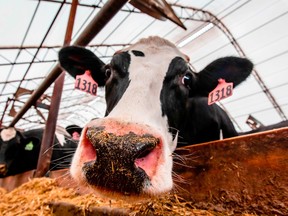 Canada has announced a plan to encourage farmers to reduce emissions from cattle through a credit trading system.