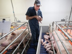 Francois Nadeau checks a piglet at his pork farm in St-Sebastien, Que.