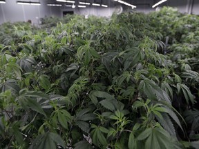 FILE - Marijuana plants grow in the Mother Room at AT-CPC of Ohio, Jan. 28, 2019, in Akron, Ohio. Ohio lawmakers are scrambling to write legislation to enact the will of the voters in last month's overwhelming victory for a ballot measure legalizing recreational marijuana.