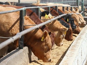 Cattle are seen in a feedlot.