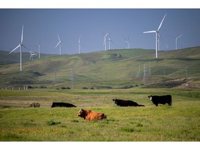 Cows graze near the Altamont Pass wind farm outside Tracy, California. Installing more renewable power and reducing the warming impact of animal agriculture are just two ways to lower the risks of climate change. Photographer: David Paul Morris/Bloomberg