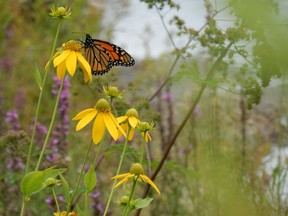 Habitat restoration will be necessary if we hope to reverse the decline of the iconic pollinators, the Canadian Wildlife Federation says. Photo by James Pagé, Canadian Wildlife Federation. Learn more at HelptheMonarchs.ca.