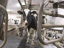 A cow leaves a milking parlour on a farm in Quebec. Getting the price of expensive Canadian milk down would help tackle inflation.