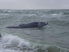 In this photo provided by Woods Hole Oceanographic Institution, a female right whale was found dead off Martha's Vineyard, Mass., on Sunday, Jan. 28, 2024. Federal authorities say a rare whale found dead off Massachusetts shows potential evidence of injury from entanglement in fishing gear, which is one of the most pressing threats to the species.
