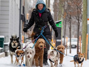 A dog walker takes her charges out on an Ottawa Street. Choose side hustles that complement what you already do.