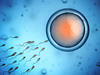 Human sperm swim toward an egg