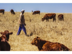 A worker checks on cattle grazing on the Ehlerskroon farm, outside Delmas in the Mpumalanga province, South Africa on Thursday, Sept. 13, 2018. A legal battle may be looming over plans by South Africa's ruling party to change the constitution to make it easier to expropriate land without paying for it, with widely divergent views over the process that needs to be followed. Photographer: Waldo Swiegers/Bloomberg