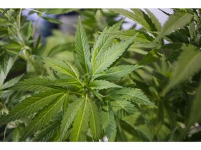 A cannabis plant. Photographer: Patrick T. Fallon/Bloomberg