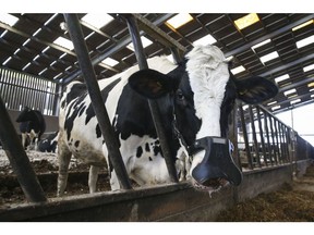 A dairy cow fitted with a wearable methane-reducing mask developed by Zelp Ltd. Photographer: Hollie Adams/Bloomberg