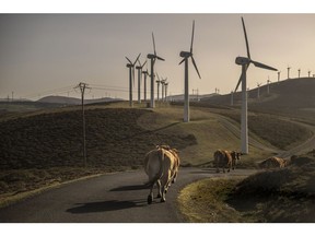 Cattle make their way down a path alongside wind turbines at the Muras I wind farm, operated by Iberdrola SA, in Muras, Spain, on Wednesday, Jan. 31, 2024. Global investment in energy-transition technologies such as renewables, electric vehicles and power grids accelerated in 2023, climbing 17% to a record $1.8 trillion.