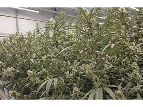 Fluence and Innexo's partnership tests the effects of eliminating the vegetation phase for cannabis cultivation.