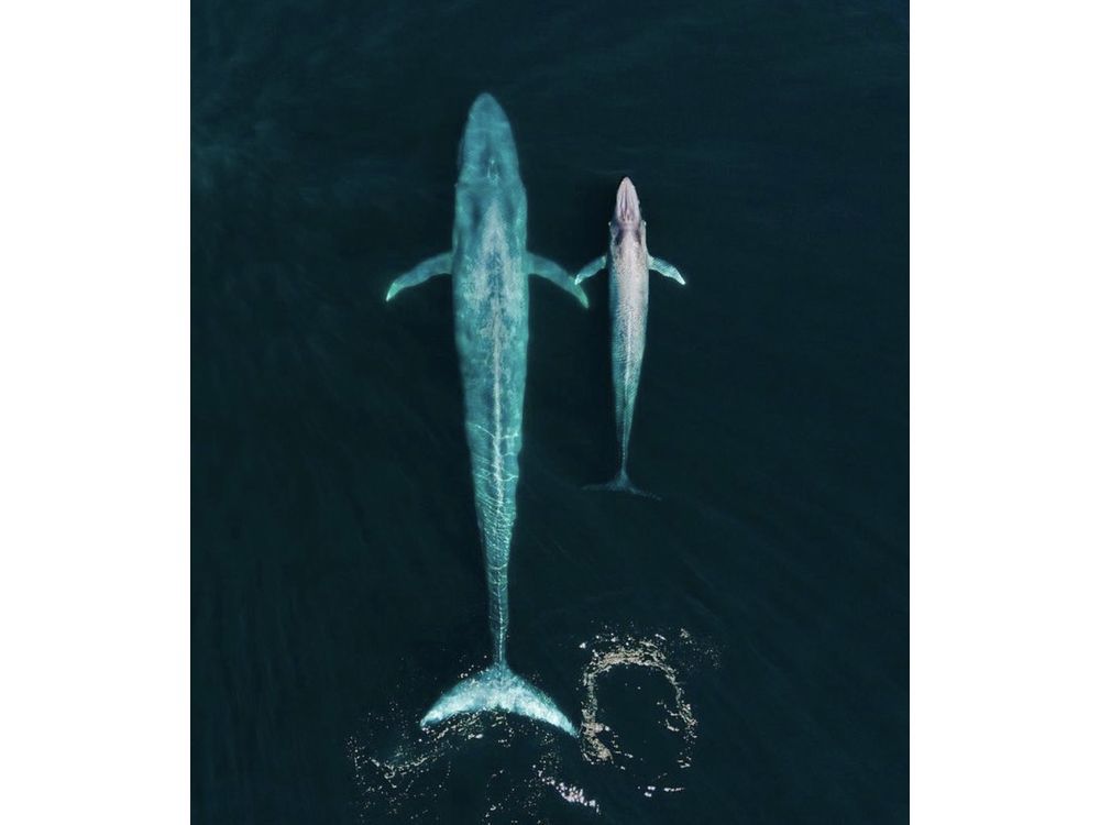 C.K. McWhorter Commits $10 Million Towards McWhorter Foundation's Ocean Ambassador Trust.