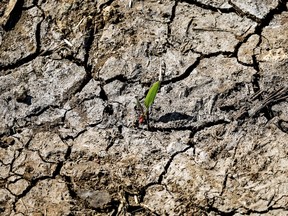 The sprout of a plant at a dry cereal field in Berrechid, Morocco's historically wheat-rich province, amid six consecutive years of drought.