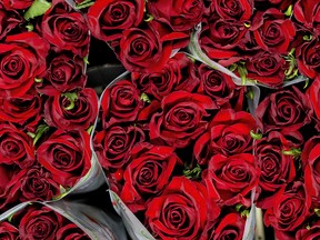 Bunches of roses are displayed in the auction hall of Royal FloraHolland in Alsmeer on Feb. 13, on the eve of the celebration of Valentine's Day.