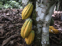 Cocoa pods hang on a tree in Divo, West-Central Ivory Coast, Nov. 19, 2023. Unprecedented shortages of cocoa have pushed prices above those of copper.