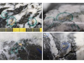Figure 1: Photos of mineralization from Left: at ~97.6m in NFGC-23-1730, Right: at 59.0m in NFGC-23-1941, Bottom Left: at ~63.3m in NFGC-23-1967, Bottom Right: at ~15.3m in NFGC-22-914 ^Note that these photos are not intended to be representative of gold mineralization in NFGC-22-914, NFGC-23-1730, NFGC-23-1941, and NFGC-23-1967.