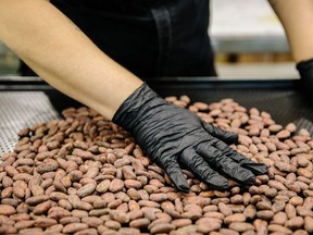 Cocoa beans.