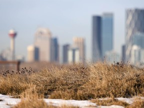 Dry grass frames the downtown Calgary skyline on Jan. 31, 2024. Drought conditions are forecast again this summer in southern Alberta.