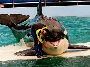 FILE - Trainer Marcia Hinton pets Lolita, a captive orca whale, during a performance at the Miami Seaquarium in Miami, March 9, 1995. The Miami Seaquarium, an old-Florida style tourist attraction that was home to Lolita, the beloved Orca that died last year, is being evicted from the waterfront property it leases from Miami-Dade County. Miami-Dade County cited a "long and troubling history of violations" in a lease termination notice sent Thursday, March 7, 2024 to the chief executive officer of The Dolphin Company, which owns the Seaquarium.