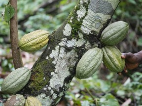 A farmer checks cocoa pods at his farm inside the conservation zone in the Omo Forest Reserve in Nigeria Wednesday, Aug. 2, 2023. Higher chocolate prices this Easter after bad crops on the other side of the world are just the latest example of disruptions in the food supply chain, of which experts say consumers are increasingly becoming aware.